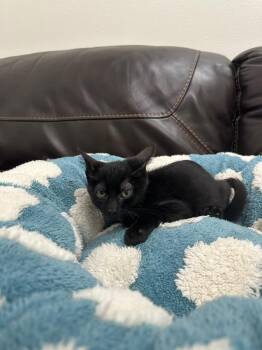 Sharky -  Domestic Short Hair Cat for Adoption in Newberg, Oregon - Sharky | PetCurious