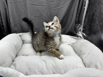 A122063 -  Domestic Short Hair Cat for Adoption in Grovetown, Georgia - A122063 | PetCurious