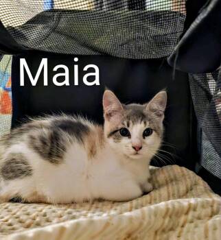 Rescue Calico Cats for Adoption in Binghamton, New York - Maia | PetCurious
