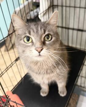 Domestic Medium Hair Cats Available for Adoption in Hudson, New York - Tinker | PetCurious