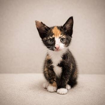 lyndai -  Calico Cat for Adoption in Miami, Florida - Lyndai | PetCurious