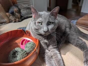 Haley -  Tabby Cat for Adoption in Washington Grove, Maryland - Haley | PetCurious