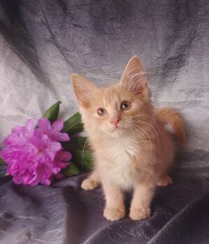 Jewels 658 -  Domestic Medium Hair Cat Available for Adoption - Jewels 658 | PetCurious