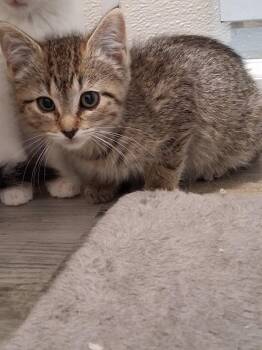 Marsh -  Domestic Short Hair and Tabby Cat for Adoption in Westfield, Wisconsin - Marsh | PetCurious