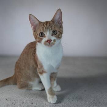 Pico De Gallo -  Domestic Short Hair Cat for Adoption in Fort Worth, Texas - Pico De Gallo | PetCurious