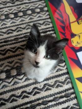 Goro -  Domestic Short Hair Cat for Adoption in Woodbury, Minnesota - Goro | PetCurious