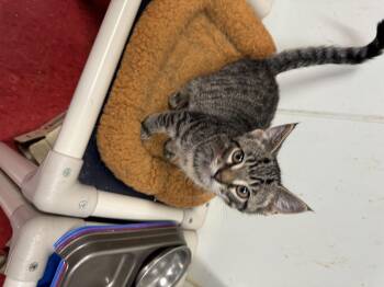 Rescue Domestic Short Hair Cats for Adoption in Hoopeston, Illinois - Brick | PetCurious