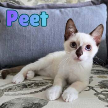 Peet --SnowShoe Mix Kitten-- -  Snowshoe and Domestic Short Hair Cat for Adoption in Riverview, Florida - Peet --SnowShoe Mix Kitten-- | PetCurious