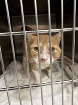 Rescue Domestic Short Hair Cats for Adoption in Indianapolis, Indiana - George | PetCurious