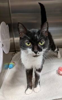 Domestic Short Hair Cats Available for Adoption - Bella (Bonded To Baby) | PetCurious