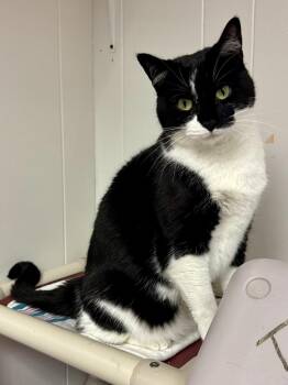 Oreo -  Domestic Short Hair Cat Available for Adoption in Papillion, Nebraska - Oreo | PetCurious