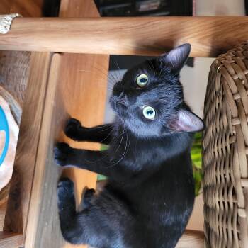 Rescue Domestic Short Hair Cats for Adoption in Indianapolis, Indiana - Taquito | PetCurious