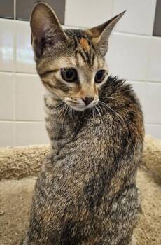 Domestic Short Hair Cats Available for Adoption in Fort Worth, Texas - Dutchess | PetCurious