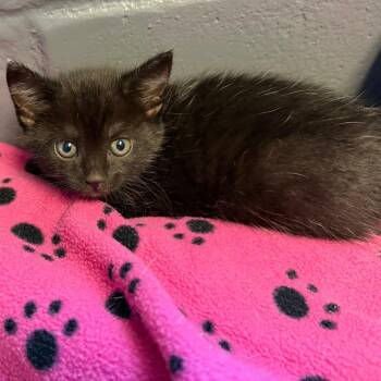 Domestic Short Hair Cats Available for Adoption in Tuscaloosa, Alabama - TUSC-Stray-84095_2 | PetCurious