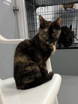 Honey -  Tortoiseshell Cat for Adoption in Big Rapids, Michigan - Honey | PetCurious