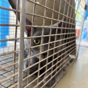 Frost -  Domestic Short Hair Cat for Adoption in Montgomery, Alabama - Frost | PetCurious