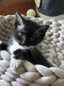 Thelma -  Domestic Short Hair Cat Available for Adoption in Nashville, Tennessee - Thelma | PetCurious