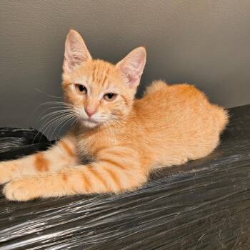 Nike -  Domestic Short Hair Cat for Adoption in Springfield, Illinois - Nike | PetCurious