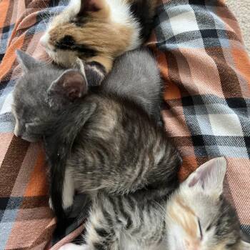 Zen Donut 10 -  Domestic Short Hair Cat for Adoption in Austin, Texas - Zen Donut 10 | PetCurious
