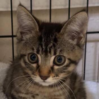 Domestic Short Hair Cats Available for Adoption in Chino Hills, California - Tater Tot (C000-208) - Costa Mesa Location | PetCurious