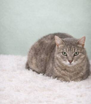 Domestic Short Hair Cats Available for Adoption in Nashville, Tennessee - Sage | PetCurious