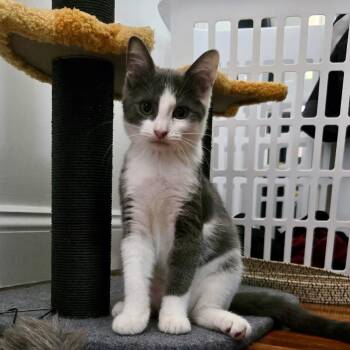 Sprout -  Domestic Short Hair Cat for Adoption in Alexandria, Virginia - Sprout | PetCurious