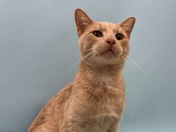 Lucky George -  Domestic Short Hair Cat for Adoption in Golden Valley, Minnesota - Lucky George | PetCurious