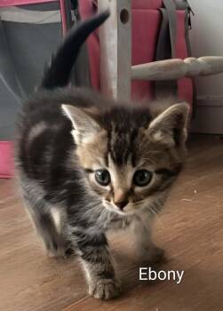 American Shorthair Cats Available for Adoption in Panama City, Florida - Ebony | PetCurious