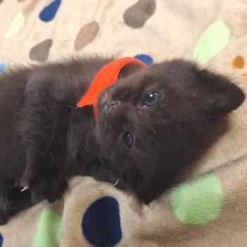 Wishy-Washy - In Foster! -  Domestic Short Hair Cat for Adoption in Flagstaff, Arizona - Wishy-Washy - In Foster! | PetCurious
