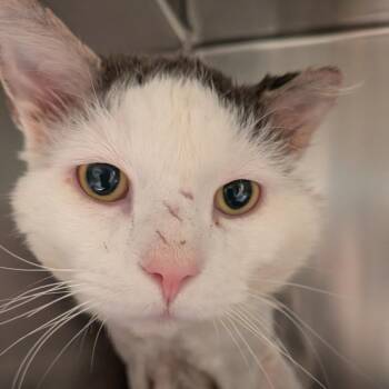 Domestic Long Hair Cats Available for Adoption - Remington | PetCurious