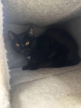 Tiny -  Domestic Short Hair Cat for Adoption in Salem, New Hampshire - Tiny | PetCurious
