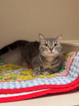 Petal -  Domestic Short Hair Cat for Adoption in Hackensack, Minnesota - Petal | PetCurious