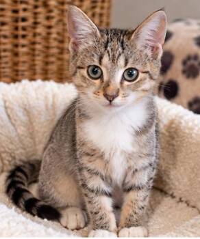 Spit -  Domestic Short Hair Cat for Adoption in Fort Worth, Texas - Spit | PetCurious