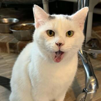 Stewart -Shy with a Gentle Heart -  Domestic Short Hair Cat for Adoption in Brighton, New York - Stewart -Shy With A Gentle Heart | PetCurious