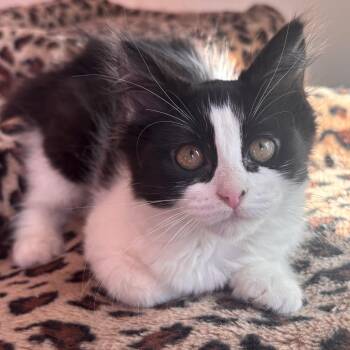 Tzatziki & Chutney -  Domestic Medium Hair Cat for Adoption in Philadelphia, Pennsylvania - Tzatziki & Chutney | PetCurious