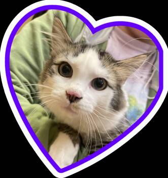 Tabby Cats Available for Adoption in Albuquerque, New Mexico - Kade | PetCurious