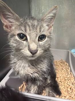 Porter Kitten 2 -  Domestic Short Hair Cat for Adoption in Morgantown, Kentucky - Porter Kitten 2 | PetCurious