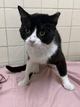 James Purr Bond -  Domestic Short Hair Cat for Adoption in San Antonio, Texas - James Purr Bond | PetCurious