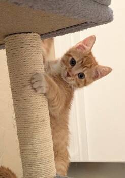 Ash -  Domestic Short Hair Cat for Adoption in Oviedo, Florida - Ash | PetCurious