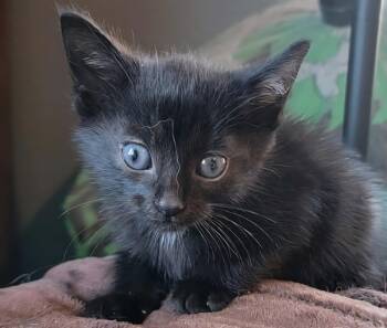 Rescue Domestic Short Hair Cats for Adoption in Sheboygan, Wisconsin - Tapatio | PetCurious