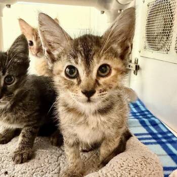 Erikson -  Domestic Short Hair Cat for Adoption in Los Angeles, California - Erikson | PetCurious