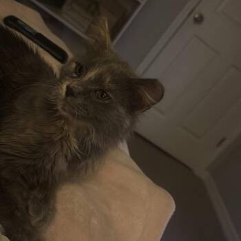 Domestic Medium Hair Cats Available for Adoption in North Port, Florida - Clover | PetCurious