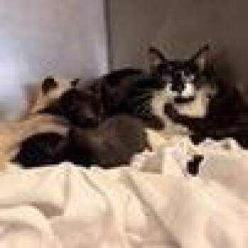 Domestic Short Hair Cats Available for Adoption - Sable | PetCurious