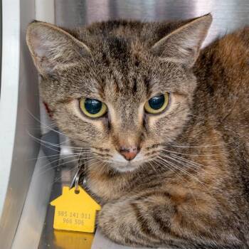 KYRA -  Domestic Short Hair Cat for Adoption in St. Louis, Missouri - KYRA | PetCurious