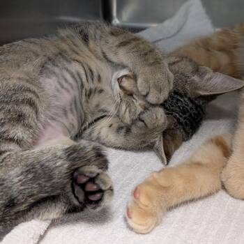Sundae -  Domestic Short Hair Cat for Adoption in Titusville, Florida - Sundae | PetCurious