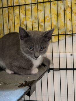Onion Ring -  Domestic Short Hair Cat for Adoption in Rocky Ridge, Maryland - Onion Ring | PetCurious