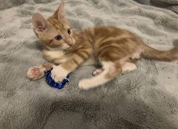 Revelry -  Domestic Short Hair Cat for Adoption in Oviedo, Florida - Revelry | PetCurious