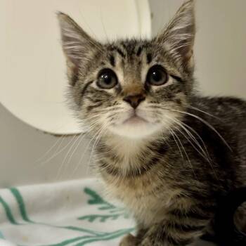 Domestic Short Hair Cats Available for Adoption in Hilton Head Island, South Carolina - Rivera | PetCurious