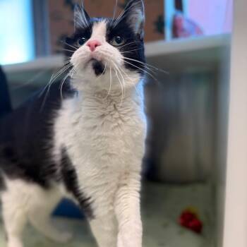 Lola -  Domestic Short Hair Cat for Adoption in Fairport, New York - Lola | PetCurious