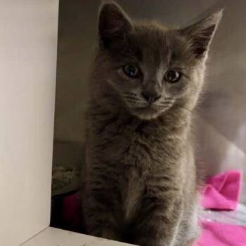 Domestic Short Hair Cats Available for Adoption in Candler, North Carolina - Crunch Wrap Supreme | PetCurious